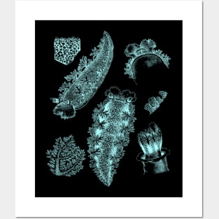 Nudibranch Sea Slug Posters and Art